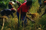 RiceHarvest2_10w